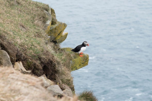 Earlier Springs May Mean Mistimed Bird Migrations