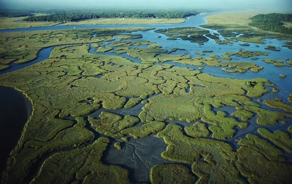 Wetlands Could Save Cities--and Money, Too