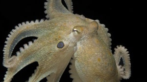Asocial Octopuses Become Cuddly on MDMA