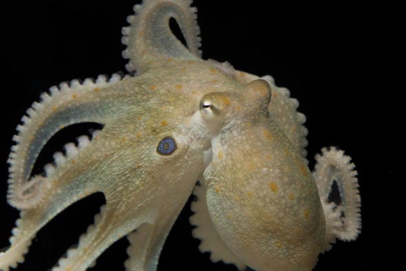 Asocial Octopuses Become Cuddly on MDMA