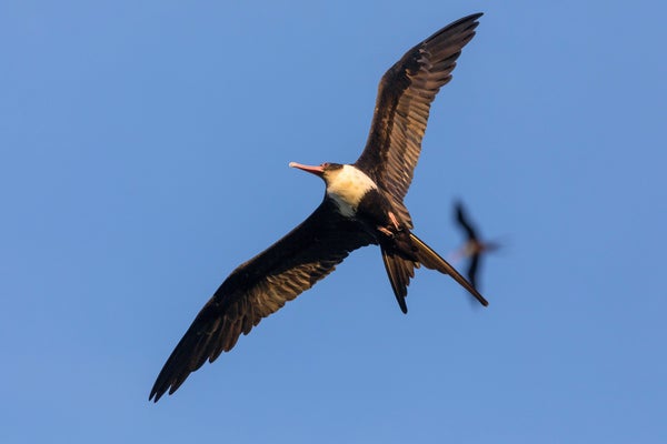 Great frigatebird in flight from below