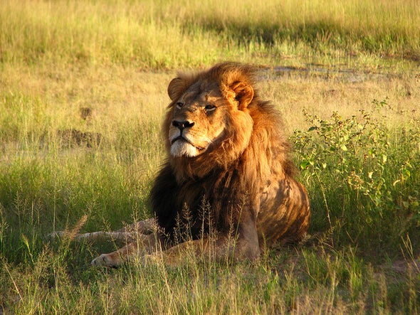 Cecil's Death Highlights Struggle to Conserve Lions