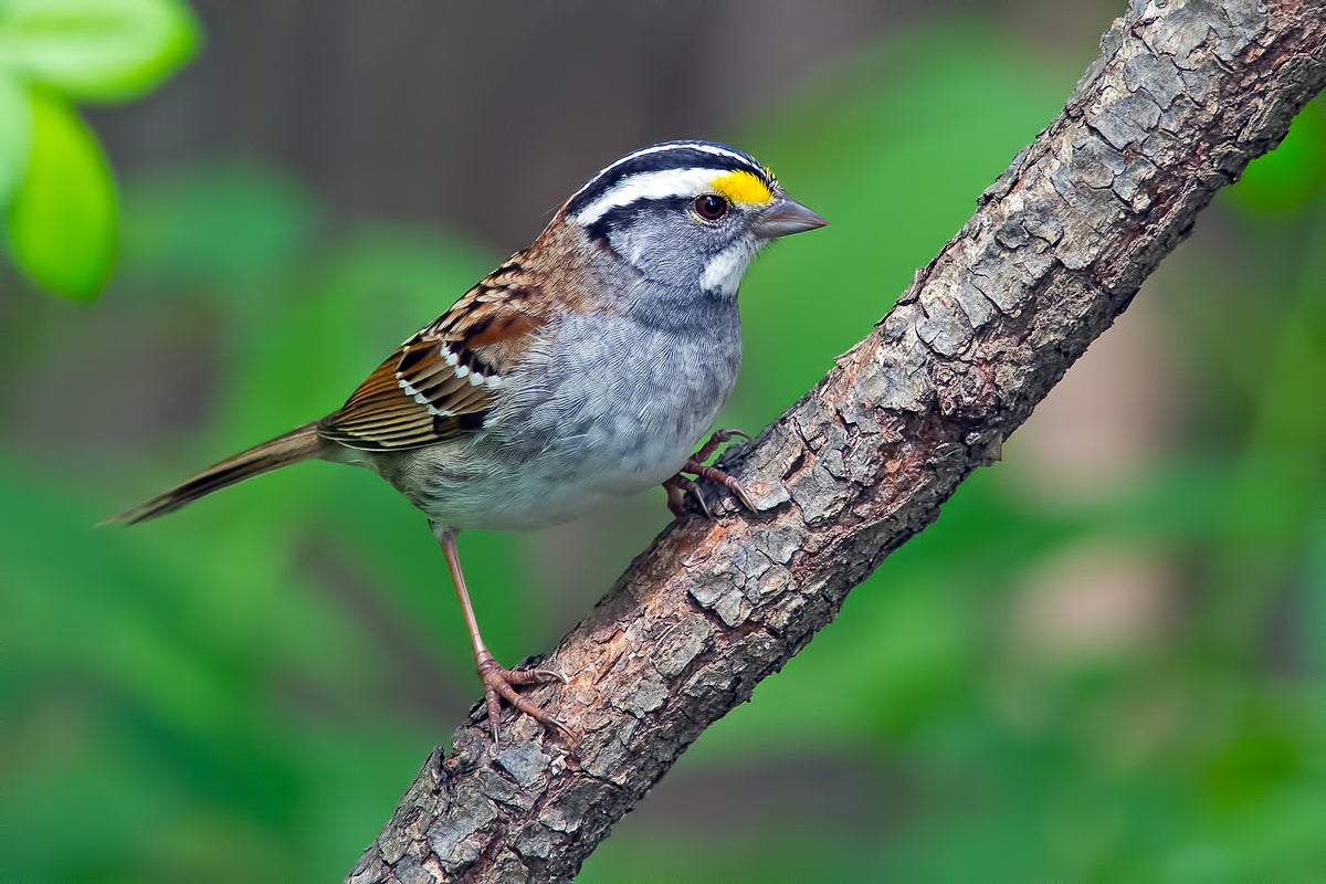 Sparrow Song Undergoes Key Change | Scientific American