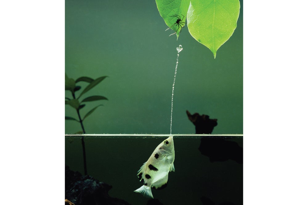 Fishes Use Problem Solving and Invent Tools | Scientific American
