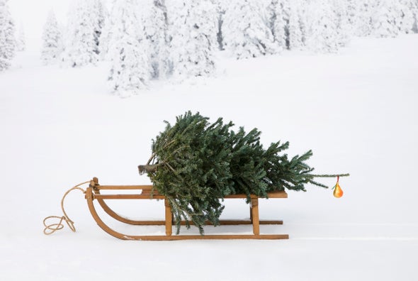 Turn Xmas Tree into Food and Medicine