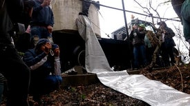 400 Fish Released into the Revitalized Bronx River