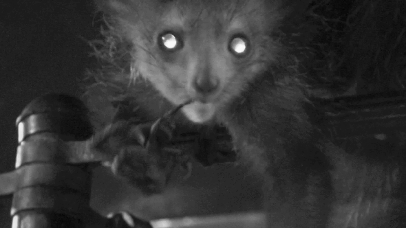 This Lemur's Creepily Long Finger Is Perfect for Nose Picking