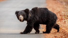 Animals News and Research - Scientific American Animals News and Research - Scientific American
