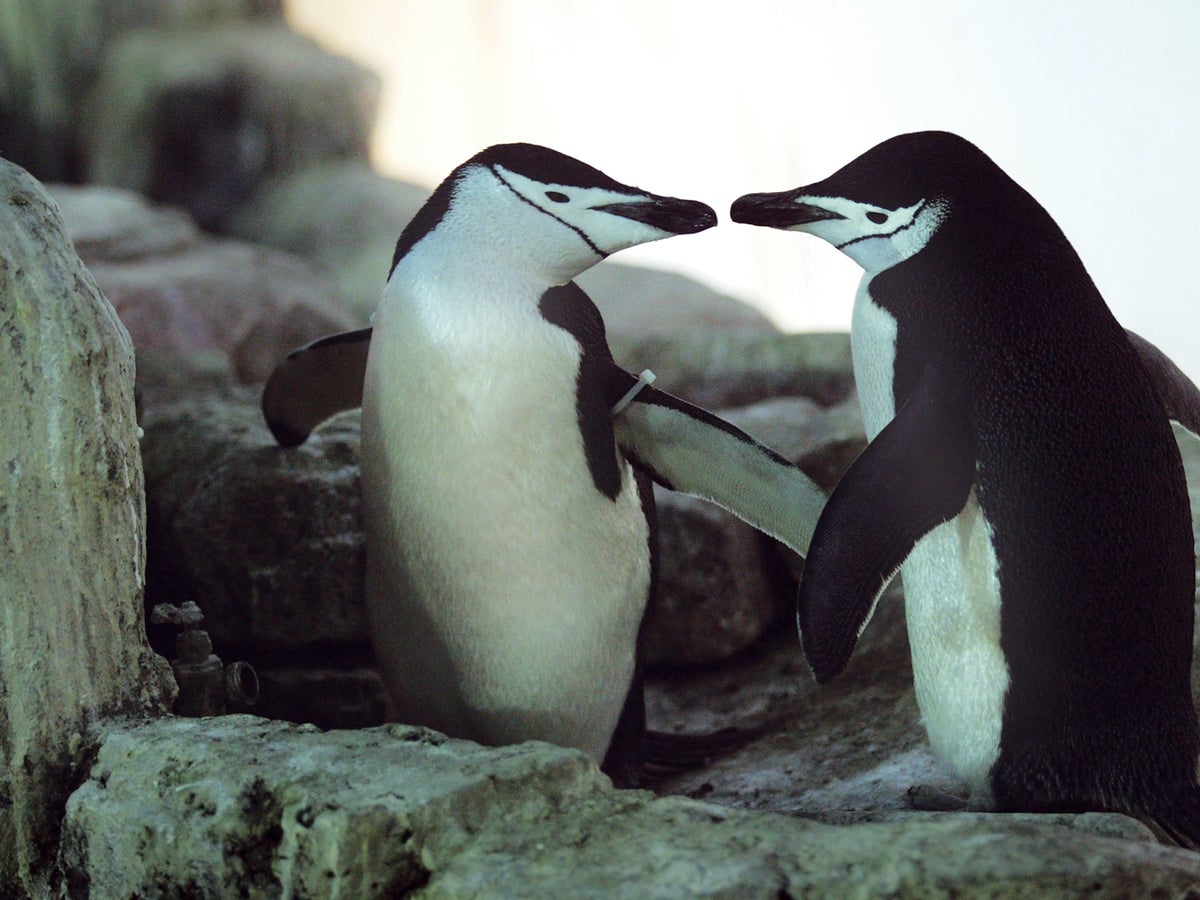 Bisexuality Can Benefit Animals | Scientific American