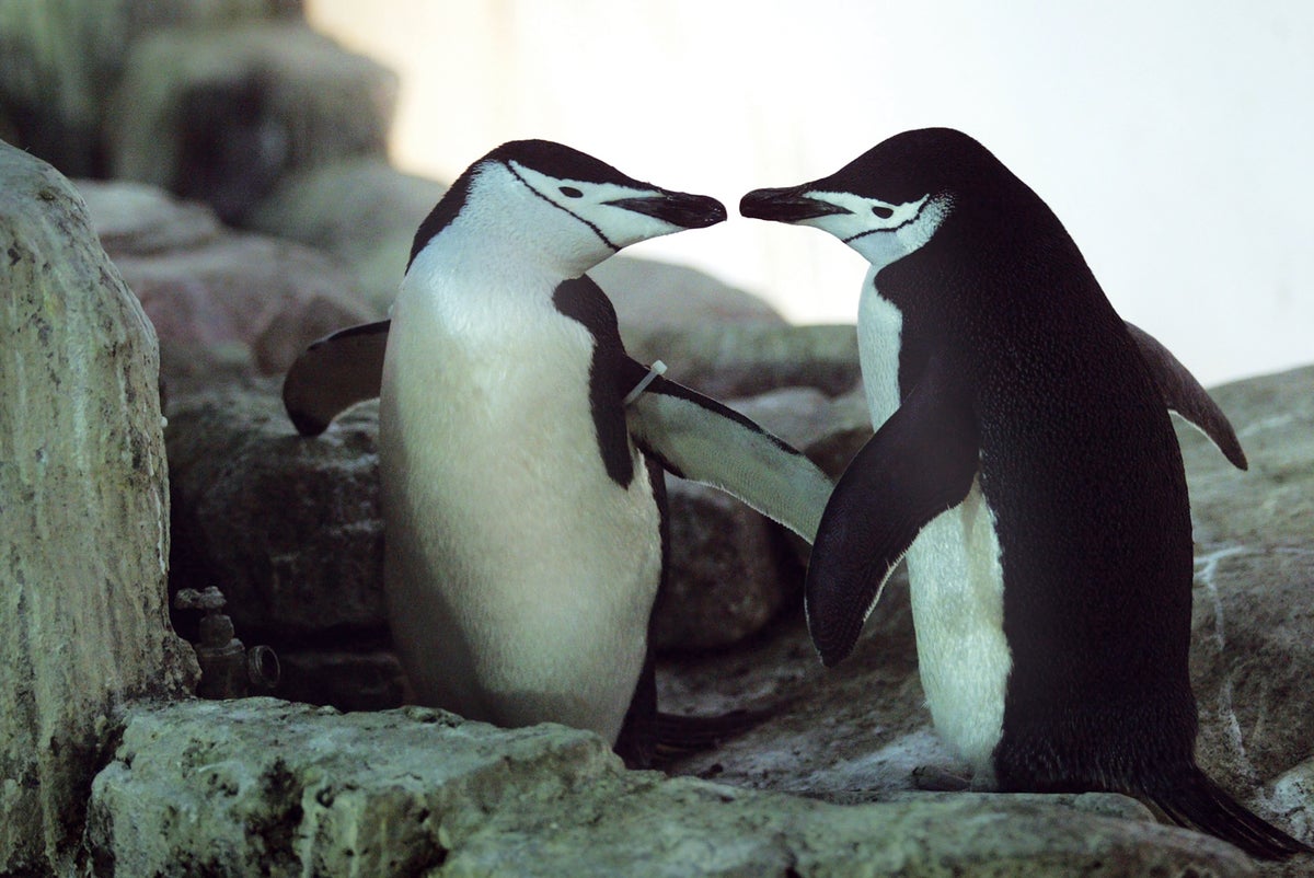 Bisexuality Can Benefit Animals | Scientific American