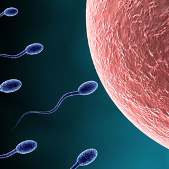 Lab Made Egg And Sperm Precursors Raise Prospect For Infertility Treatment Scientific American 8588