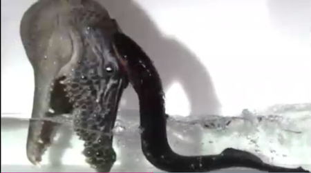 electric eel