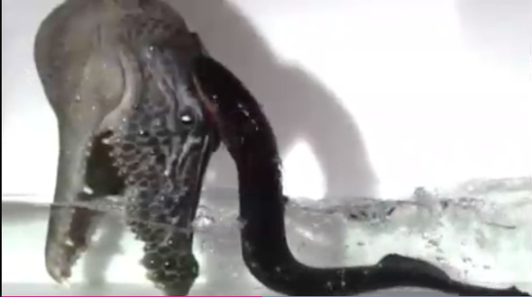 Electric Eels Leap from Water to Attack in Shock