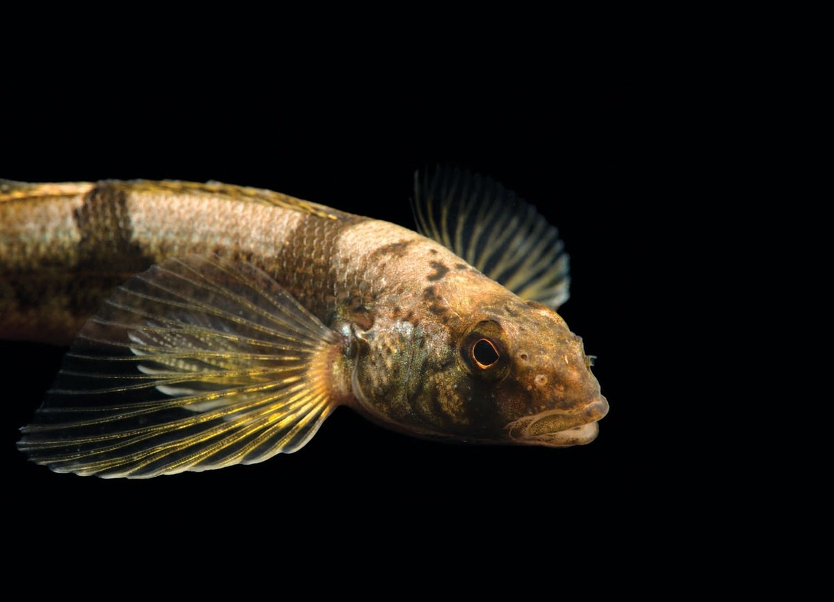 New fish species discovered after decades of popularity in the aquarium  trade