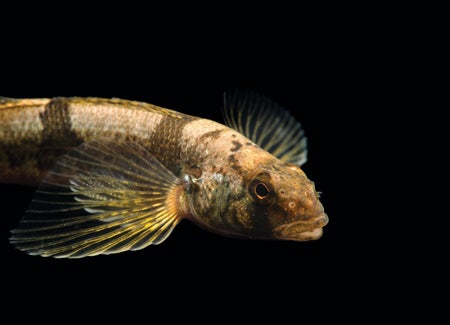 Light and dark brown striped fish with iridescent fins shown against a black background.