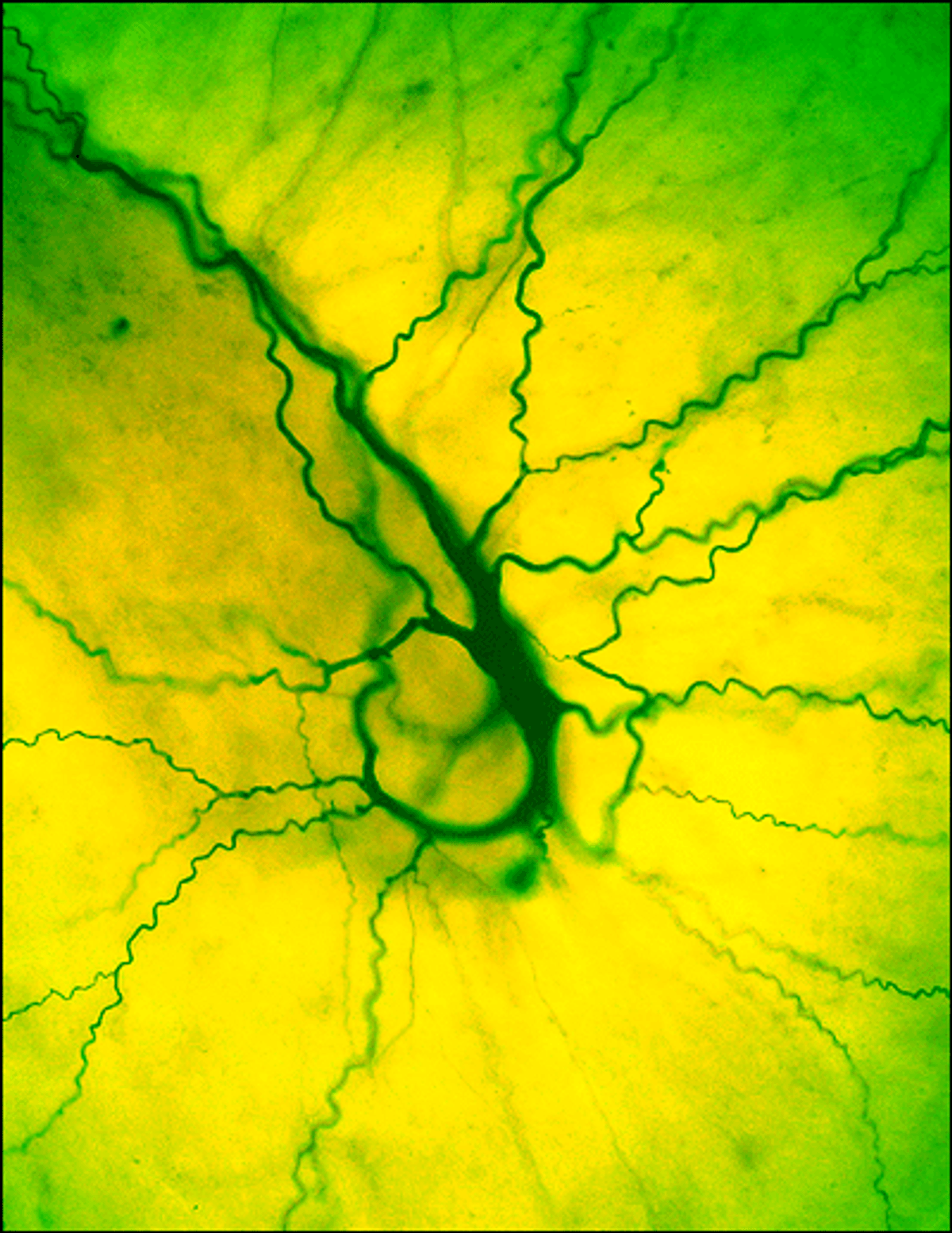 Turtle Scatch Turtle Scratch Fever | Scientific American
