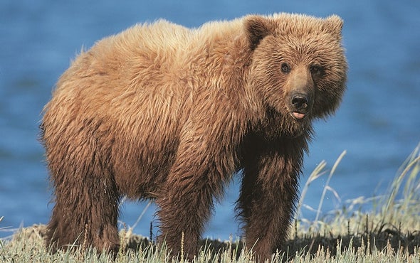 Hunting Rules Have Changed Mama Bear Care