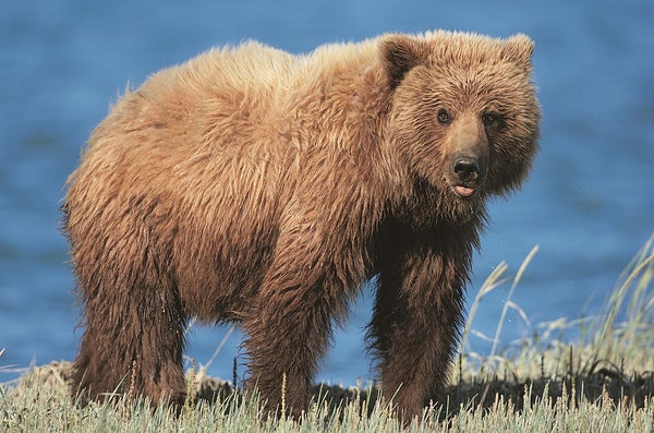 Hunting Rules Have Changed Mama Bear Care