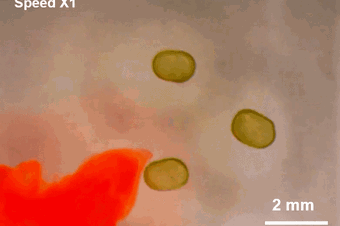 Watch Liquid-Based Magnet Droplets Twirl and Morph