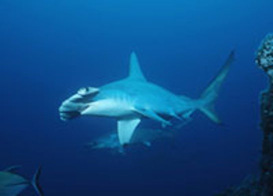Atlantic Shark Populations Shrinking Fast