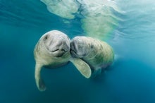 New Research Decodes the Sea Cow's Hidden Language