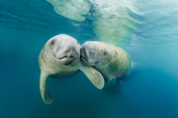 Two large sea cows nuzzle each other as they float in blue waters.
