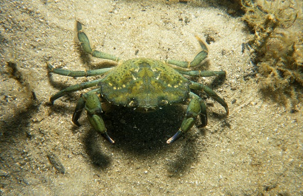 Crabs Do a Maze