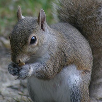 Cuddly Squirrel or Gray Menace?: When Invasive Species Pose an Environmental Threat