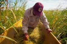 Climate Change Threatens the Ancient Wild Rice Traditions of the Ojibwe