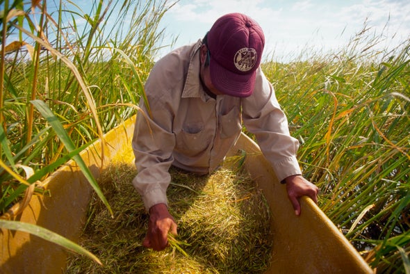 Climate Change Threatens the Ancient Wild Rice Traditions of the Ojibwe