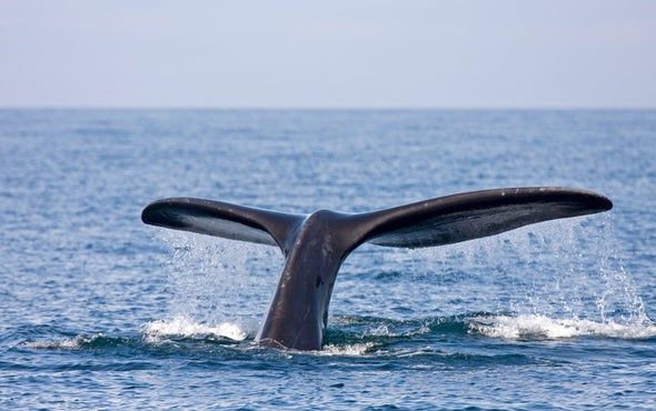Right Whales Seem to Think before They Speak