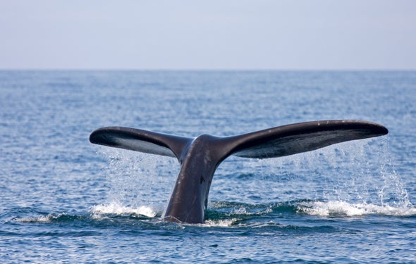 Right Whales Seem to Think before They Speak