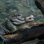 Chinese Alligator <i>Alligator sinensis</i>