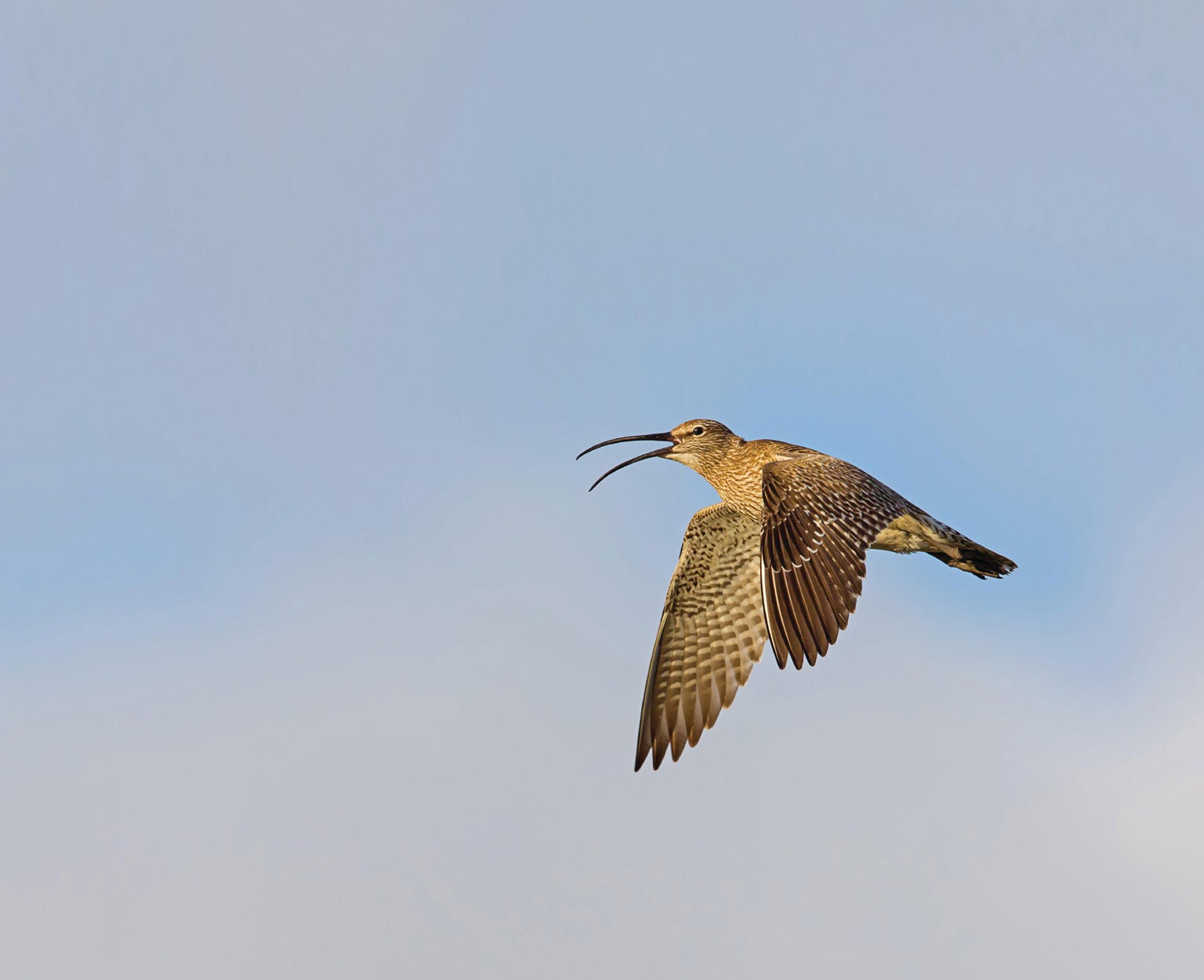 Extreme Birding Competition Is a Cutthroat Test of Skill, Strategy and  Endurance - Scientific American