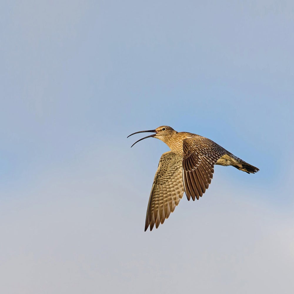 Extreme Birding Competition Is a Cutthroat Test of Skill, Strategy and  Endurance | Scientific American