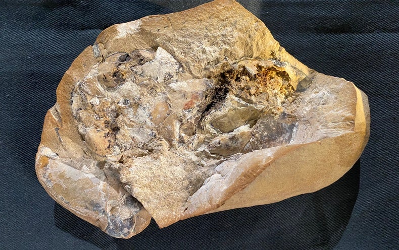Le plus ancien cœur 3D de nos ancêtres vertébrés a été découvert