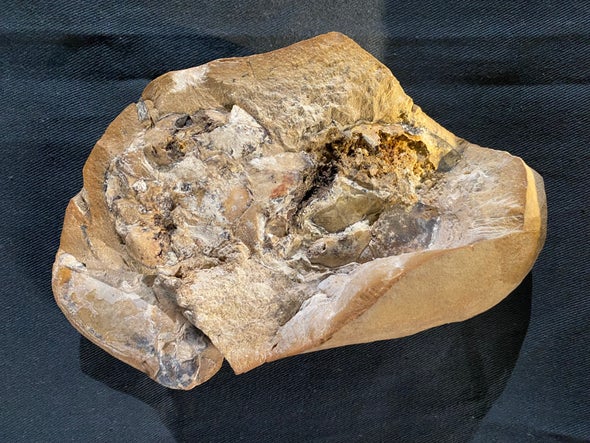 The Oldest 3-D Heart from Our Vertebrate Ancestors Has Been Discovered