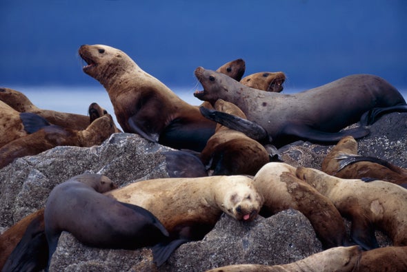 Pinnipeds Don't Appreciate Biped Disturbance
