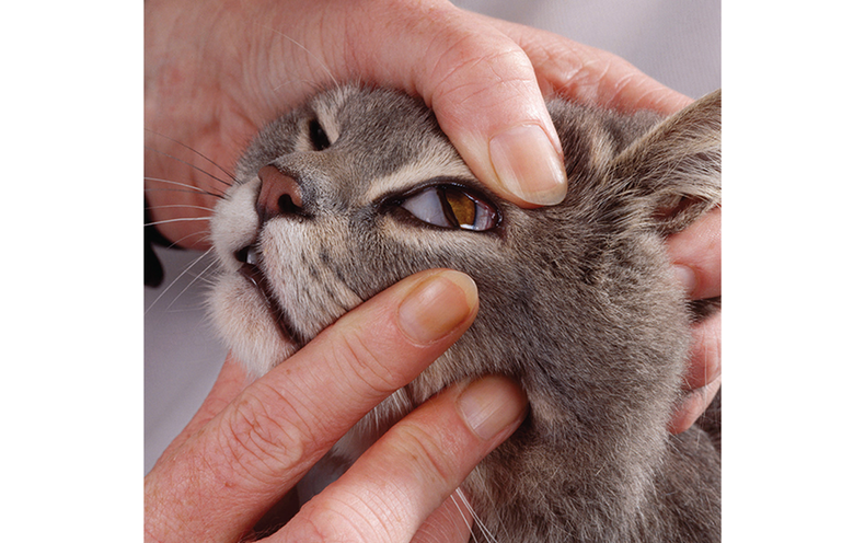 The Mystery of the Cat's Inner Eyelid Scientific American