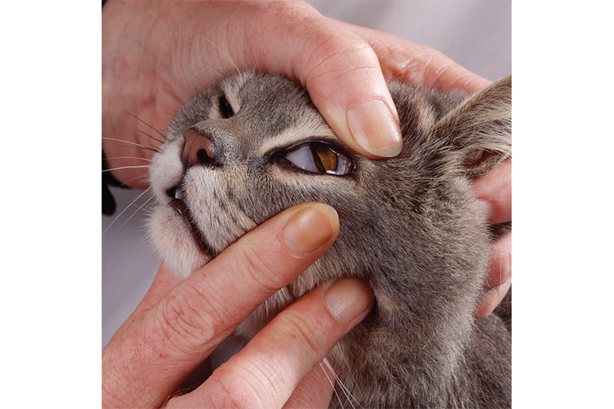 What Is a Third Eyelid in Cats?  