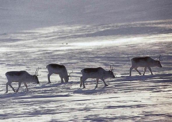 Real-Life Red-Nosed Reindeer Threatened by Warmer Arctic