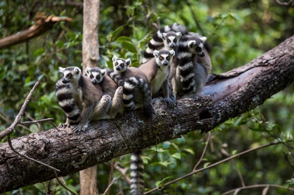 Mammals That Live Together Live Longer