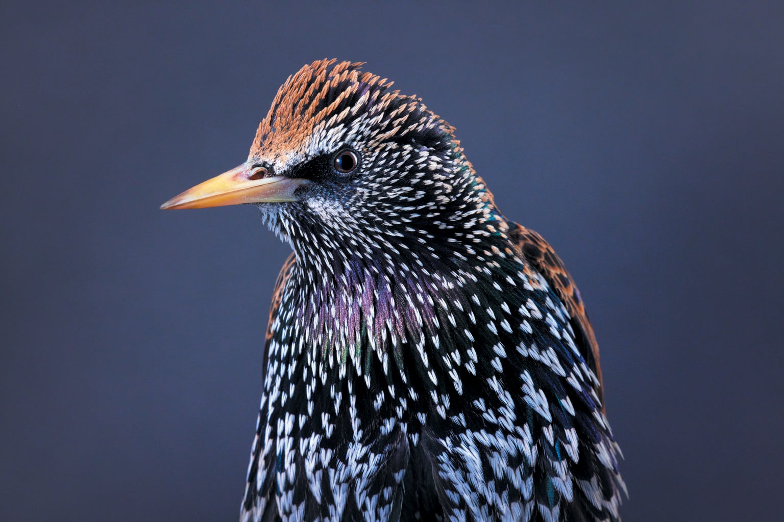 European starling.