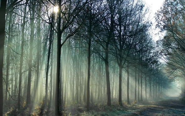 Diverse Tree Portfolio Weathers Droughts Better