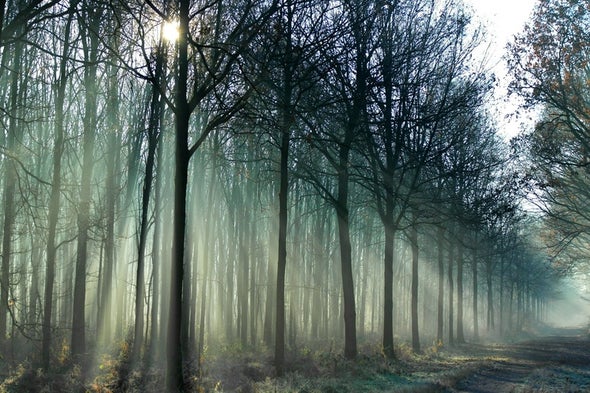 Diverse Tree Portfolio Weathers Droughts Better