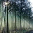 Diverse Tree Portfolio Weathers Droughts Better