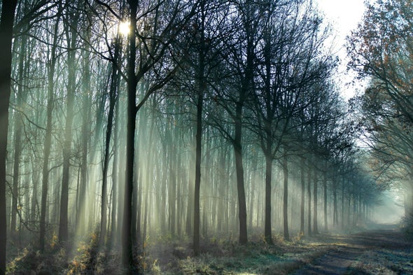 Diverse Tree Portfolio Weathers Droughts Better