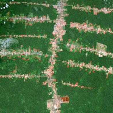 City Dwellers Drive Deforestation in 21st Century