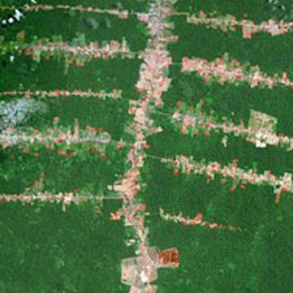 City Dwellers Drive Deforestation in 21st Century