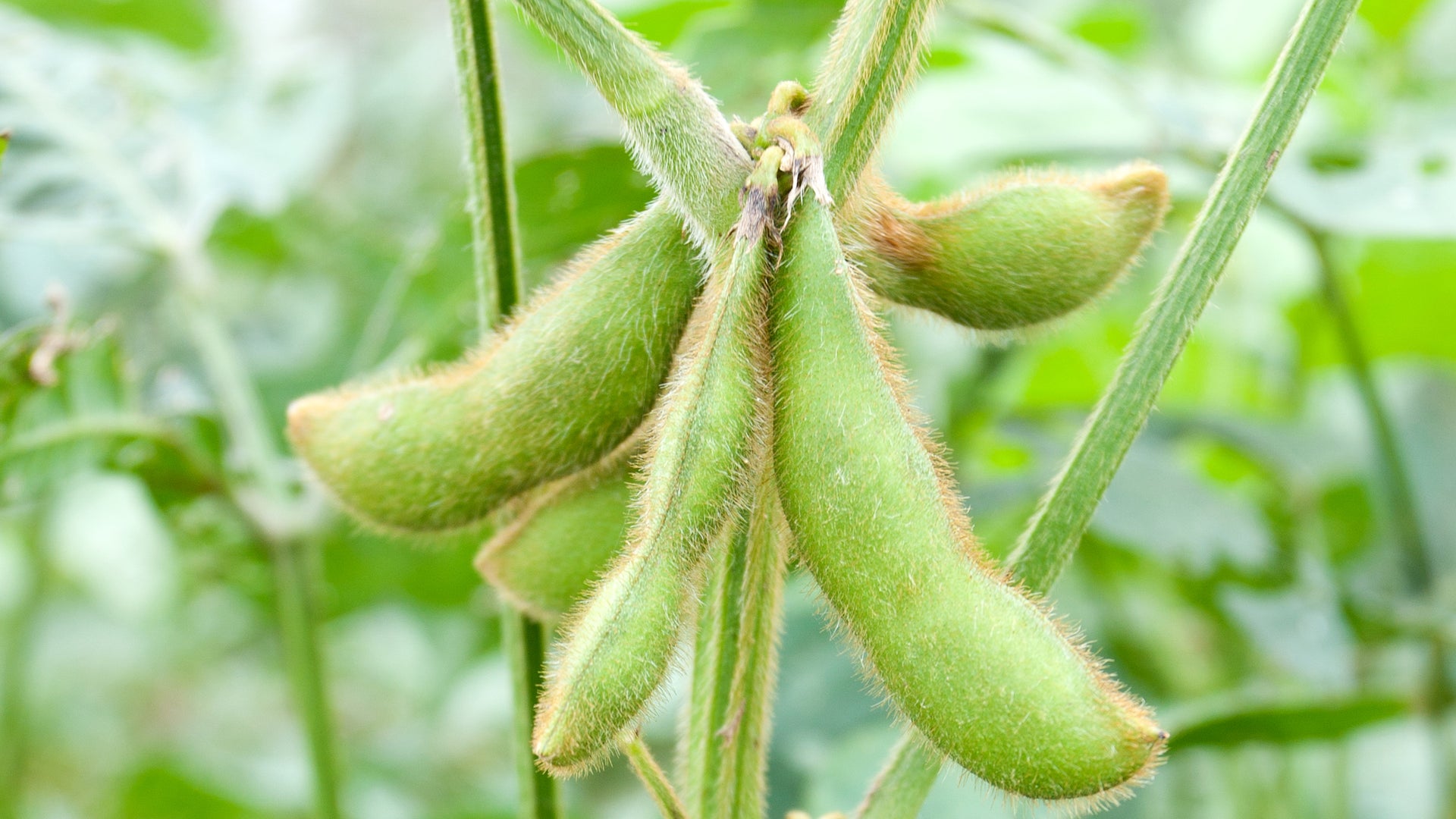 These Plants Can Replace Meat--but Will Doing So Help the Environment? |  Scientific American